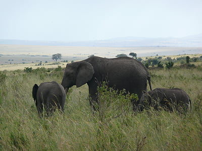elefant, Kenya, Masai, Mara, Afrika, dyreliv, natur