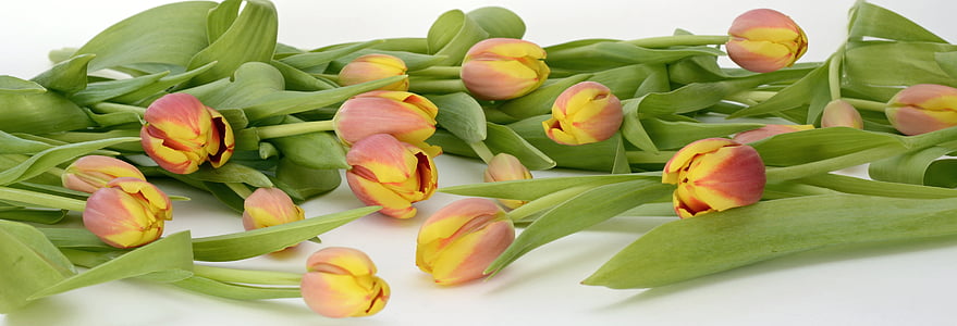 tulips, flowers, orange, nature, spring, spring awakening, frühlingsanfang