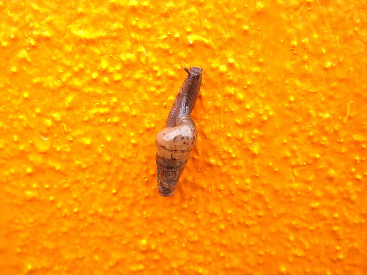 escargot, mur, orange