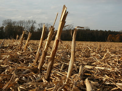 betakarított, a mező, kukorica, kukorica, szárak, továbbra is, mezőgazdaság