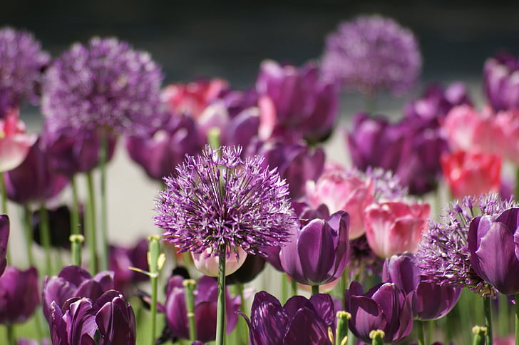 gėlės, tulpės, violetinė, violetinė
