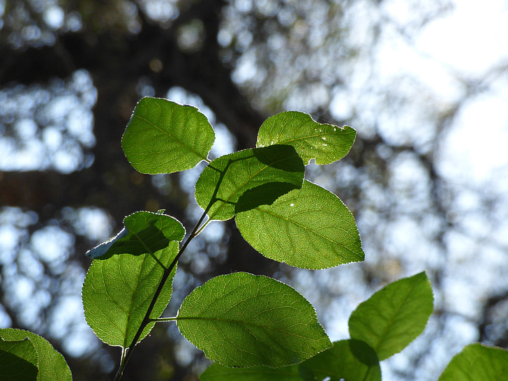 list, biljka, buket, prema svjetlu, zelena, drvo, svjetlo