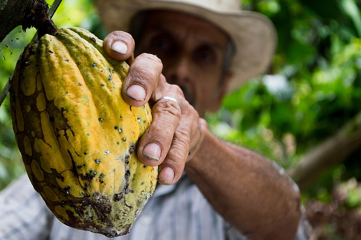 cacao, agriculteur, Agriculture, alimentaire, main, moisson, macro