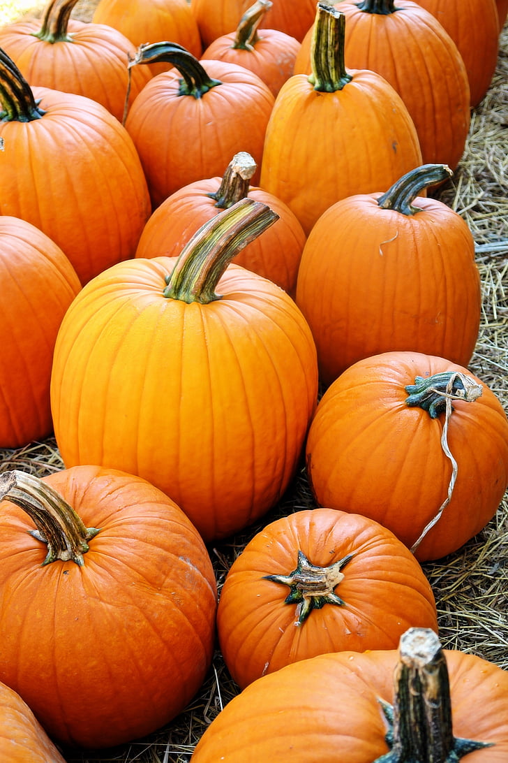 oranža, Ķirbīte, kritums, brīvdiena, rudens, Halloween, Pateicība