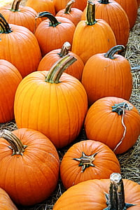 narančasta, bundeve, jesen, odmor, jesen, noć vještica, dan zahvalnosti