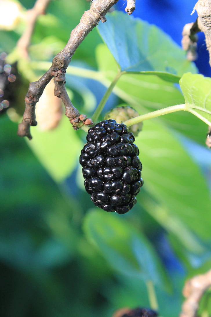 černá, čerstvé, Morus, Mulberry, nigra, zralé, strom