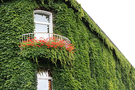 Ivy, fasad, daun ivy, jendela, pendaki, hauswand, dinding