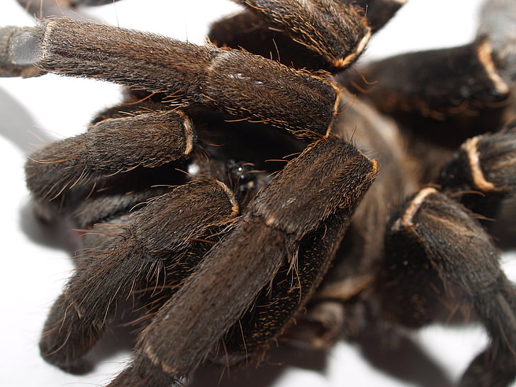 araña, tarántula, artrópodo, Fotografía, peludo, Tarántula mexicana redknee, marrón