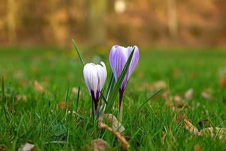 Crocus, kukka, kevään, Kevät kukka, Luonto, violetti, alussa munaus