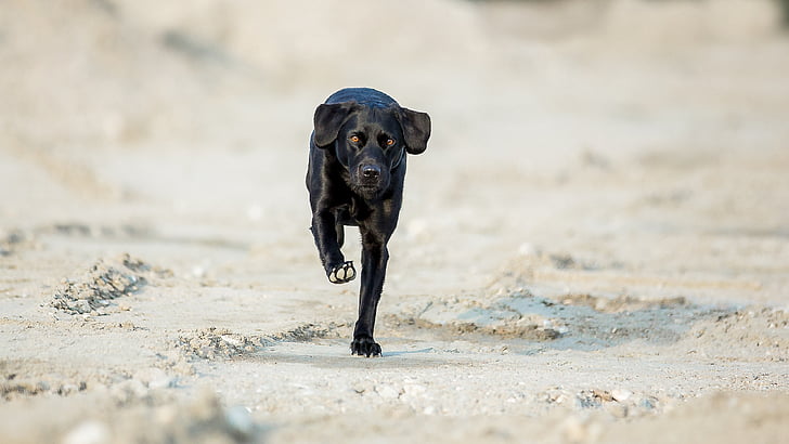 Labrador, con chó, chạy, ngoài trời, chân dung, động vật, vật nuôi
