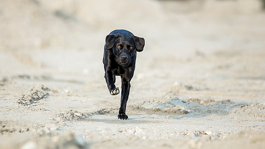 Labrador, chien, courir, en plein air, Portrait, animal, animal de compagnie