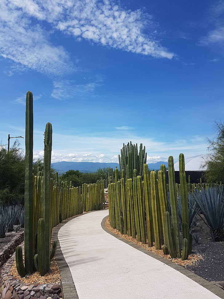 trädgårdar Mexiko, Mexico, trädgård, landskap, Cactus, trädgårdar, Saguaro kaktus