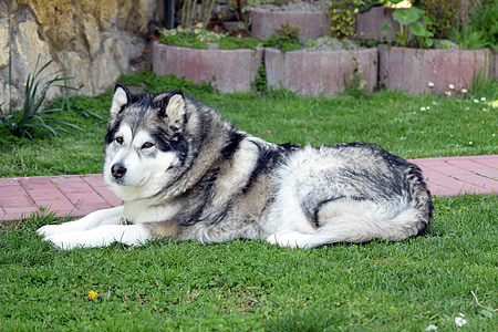 Alaskan malamute, Malamute, con chó