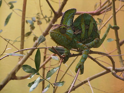 chameleon, lizard, branches, animal, green, brown, portrait