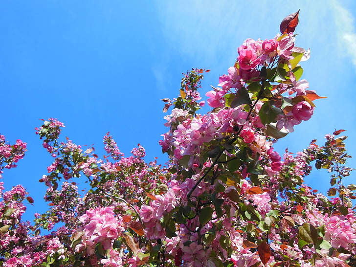 Cerisier japonais, Blossom, fond d’écran, gros plan, fleur, printemps, été