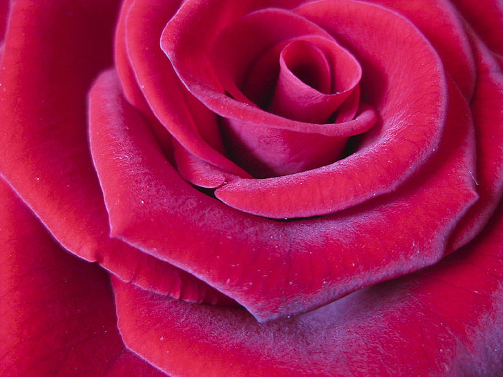 rose, red, flower, macro, close, love, romance