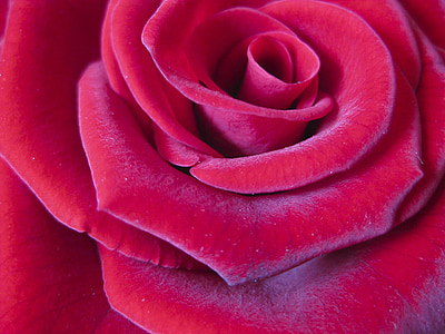Rosa, vermell, flor, macro, tancar, l'amor, Romanç