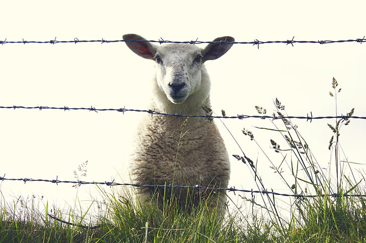 ovce, Irska, životinja, farma, priroda, trava, sisavac