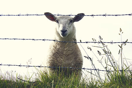 moutons, Irlande, animal, ferme, nature, herbe, mammifère