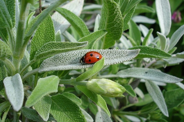 ladybug, sage, plant, summer, animal, nature