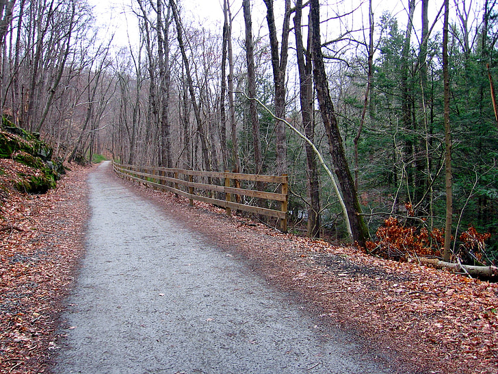 Connecticut, paisagem, floresta, árvores, estrada, trilha, caminho
