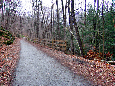 Connecticut, paysage, Forest, arbres, route, sentier, chemin d’accès