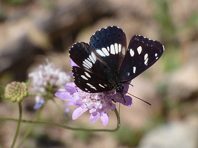 papillon, flux de nymphe, Limenitis reducta, Nimfa mediterrània, fleur sauvage, Libar, tronc