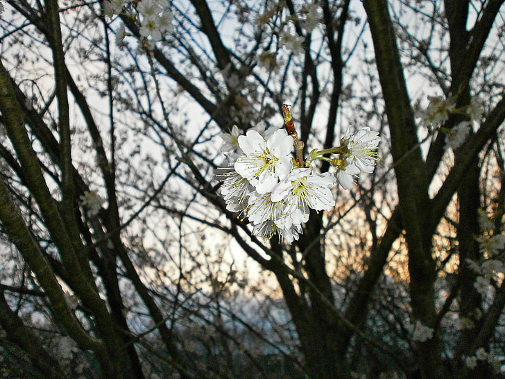 Чери, черешово дърво, вишнев цвят, и череши, Пролет