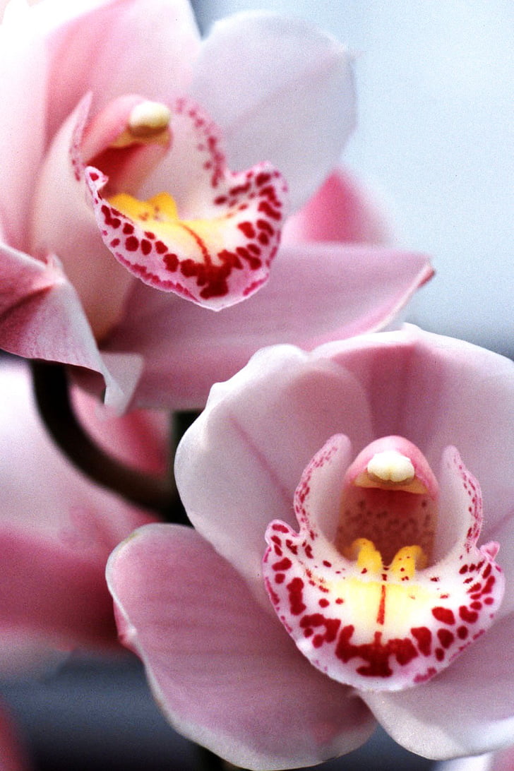 Cymbidium orchidea, orchidea, ružová orchidea, orchidea show