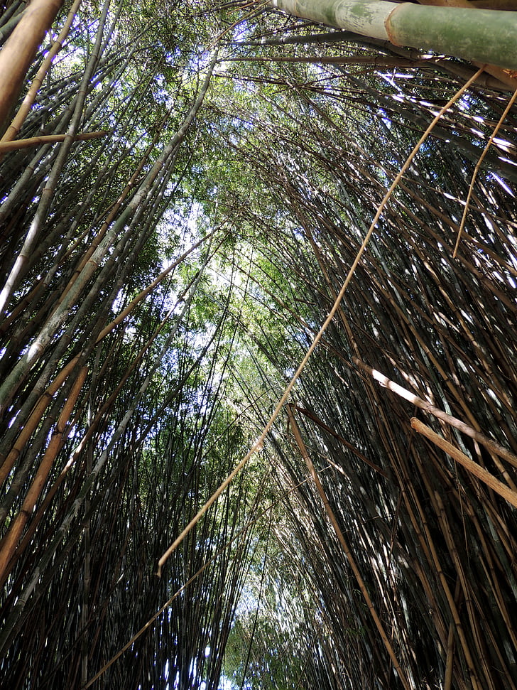 bambús, arbreda de bambú, bosc de bambú