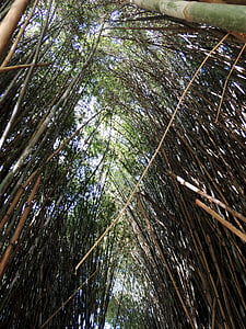 bambus, Bamboo grove, bambus skov