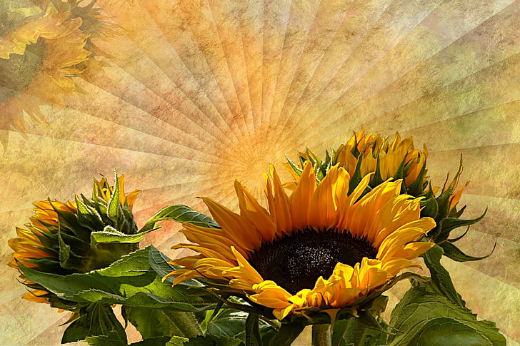 tekstur, baggrund, blomst, Sun flower, Helianthus annuus, gul, solsikke