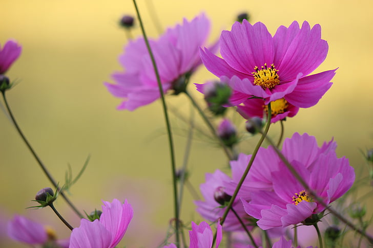 ziedi, kawamata, Fukushima, daba, puķe, augu, vasaras