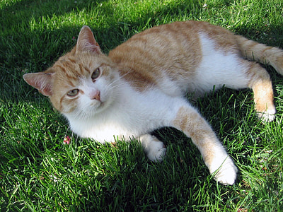 cat, tomcat, breather, peace, grass