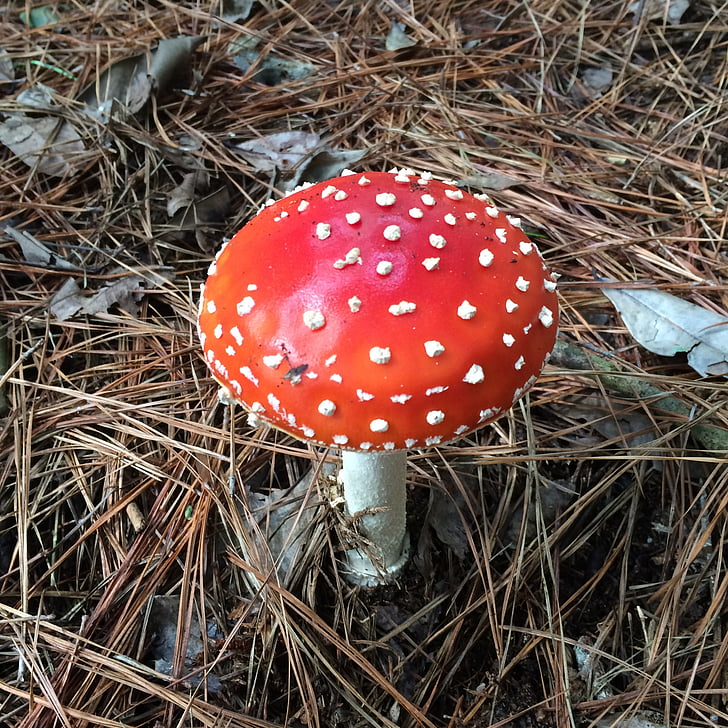 mushroom, silvestre, red, harvest, woods, hallucinogen