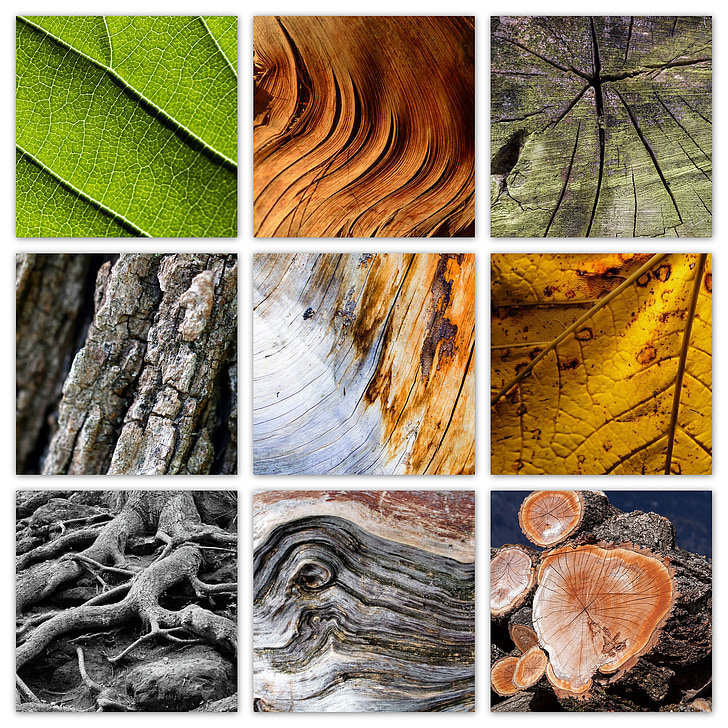 Baum, Natur, Holz, Blätter, Log, Textur, bunte