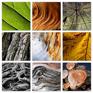 tree, nature, wood, leaves, log, texture, colorful