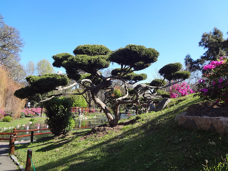 árvore japonesa, jardim japonês, Buenos aires