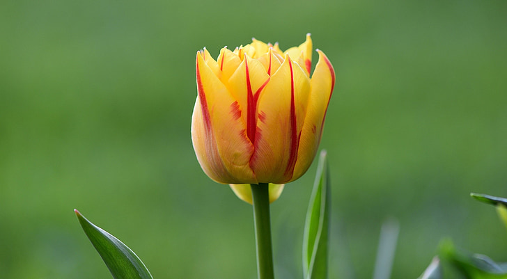 flor, Tulipa, flor, flor, vermell groc, mig tancada, flors de primavera