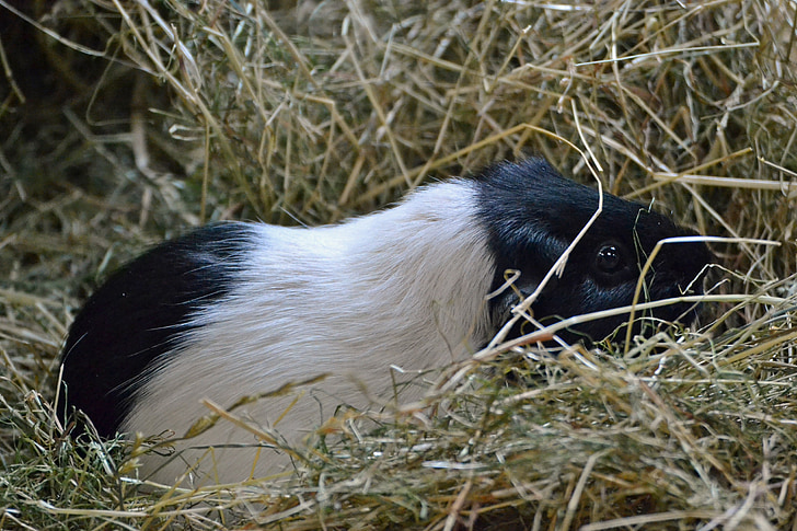 Guinea pig, bianco, nero, cavy, fieno