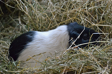 guinea pig, white, black, cavy, hay