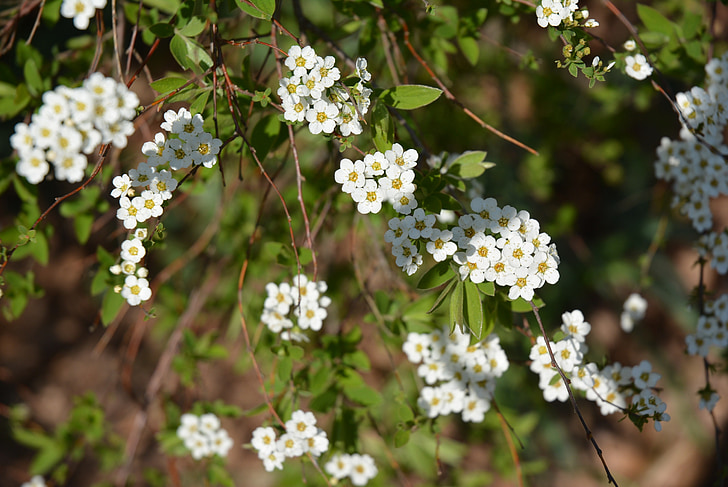 blossom, bloom, white, green