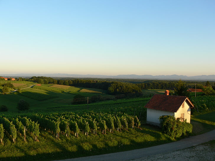 paisatge, natura, posta de sol, vinya, Eslovènia, escena rural, l'agricultura