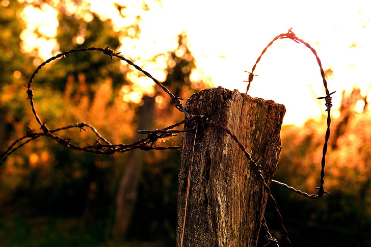 evening, sunset, farmland, nature, barbed Wire, tree, outdoors