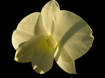 koer kingitus kasvuhoonegaaside, Dekoratiivne lill, õis, Bloom, lill, valge, kollane