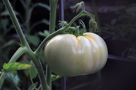 pomidor, jedzenie, odżywianie, dojrzewanie, roślina, ogród, zmiana