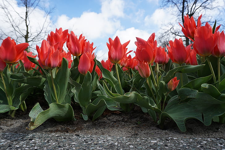 tulipanes, cielo, flores, naturaleza, flor, floración, cielo azul