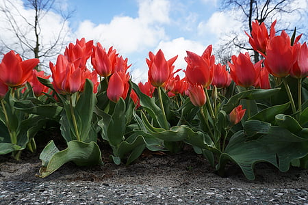 tulipány, obloha, květiny, Příroda, květ, Bloom, modrá obloha