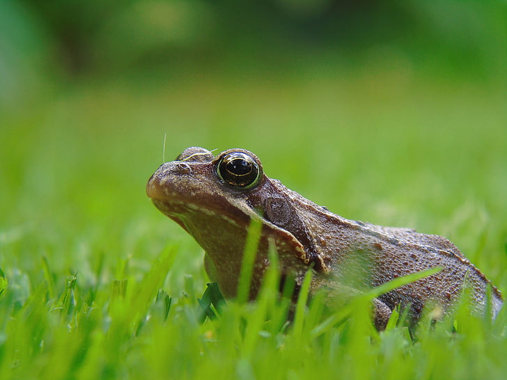 Frog pond, groda, amfibie, trädgård, vattenlevande djur, djur, naturen