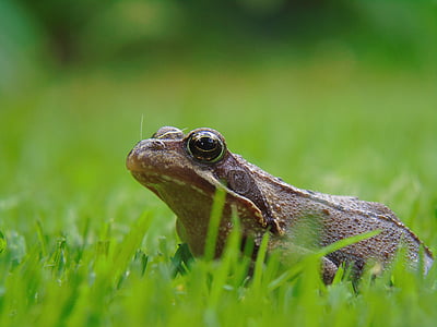 frog pond, frog, amphibian, garden, aquatic animal, animal, nature